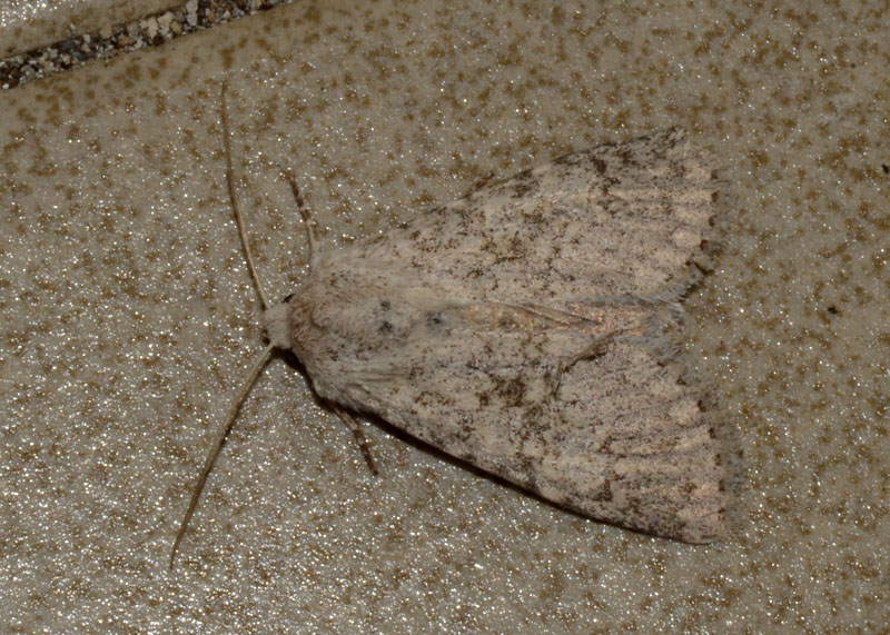 Noctuidae da determinare